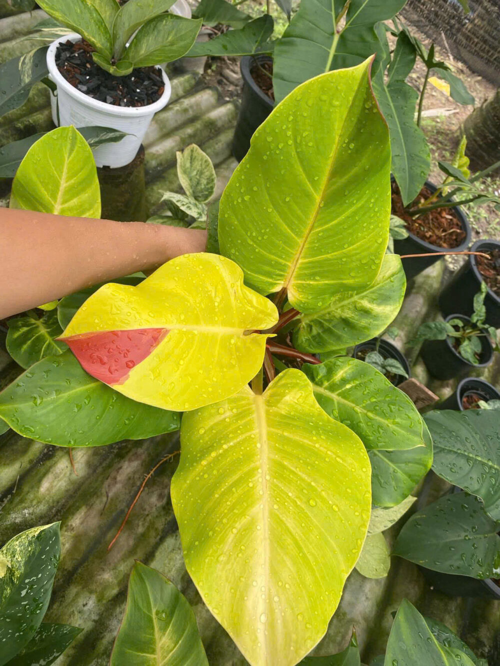 Philodendron red moon yellow flame variegated