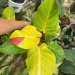 Philodendron red moon yellow flame variegated
