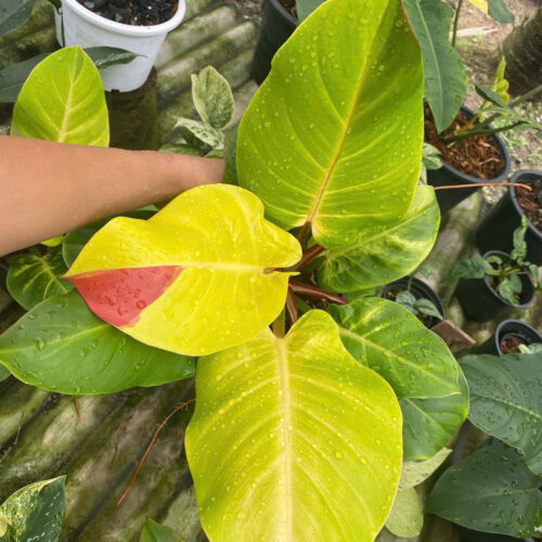 Philodendron red moon yellow flame variegated