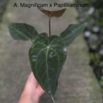 Anthurium magnificum x papillilaminum