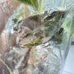 Alocasia Amazonica Pink variegated