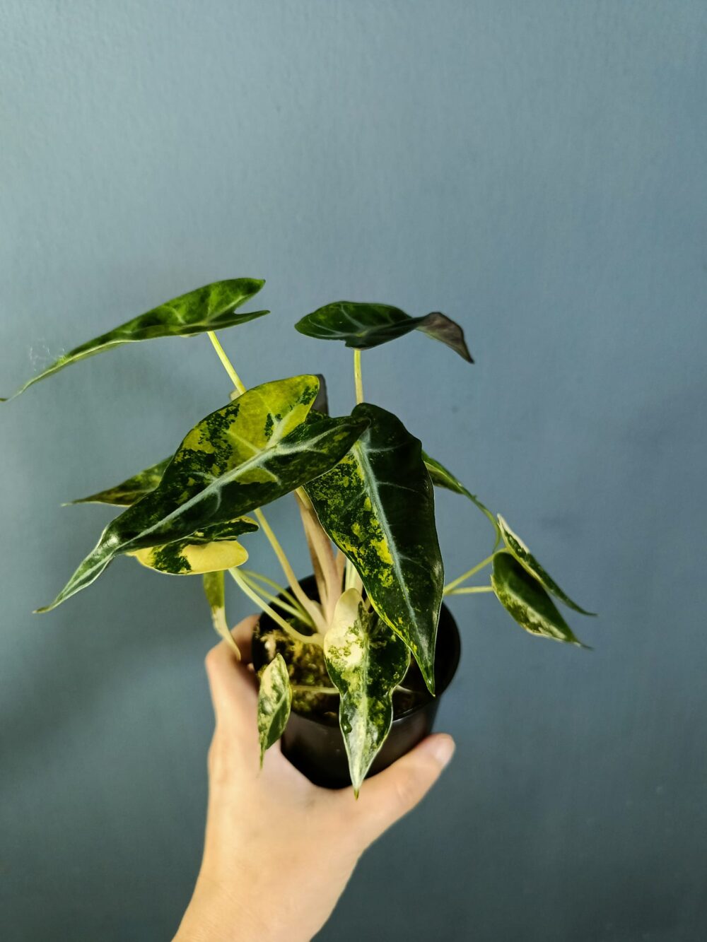 Alocasia Bambino Aurea Variegated