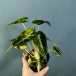 Alocasia Bambino Aurea Variegated