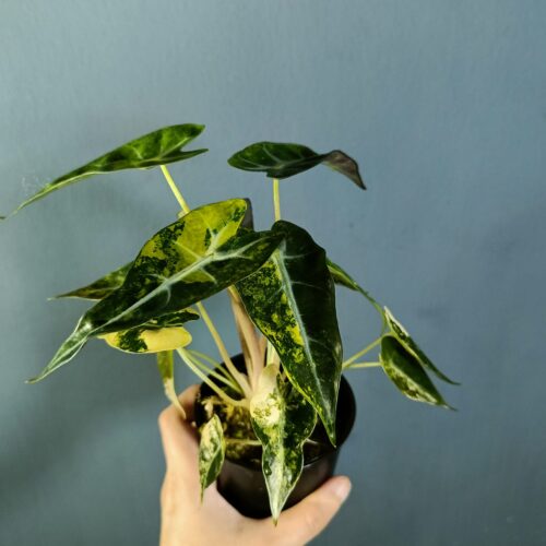 Alocasia Bambino Aurea Variegated