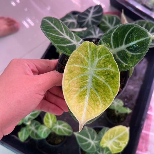 Alocasia Black Velvet Splash Variegated