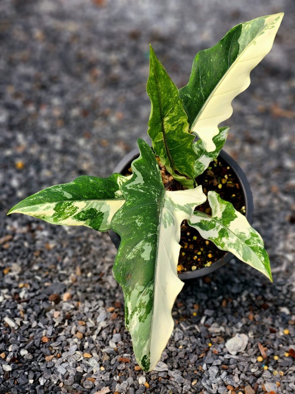 Alocasia Lauterbachiana Marble