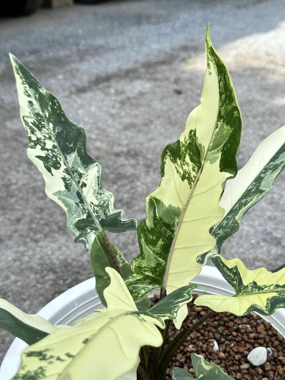 Alocasia Lauterbachiana Marble