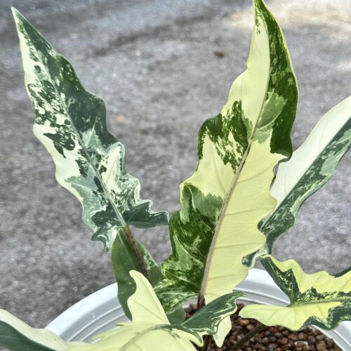 Alocasia Lauterbachiana Marble