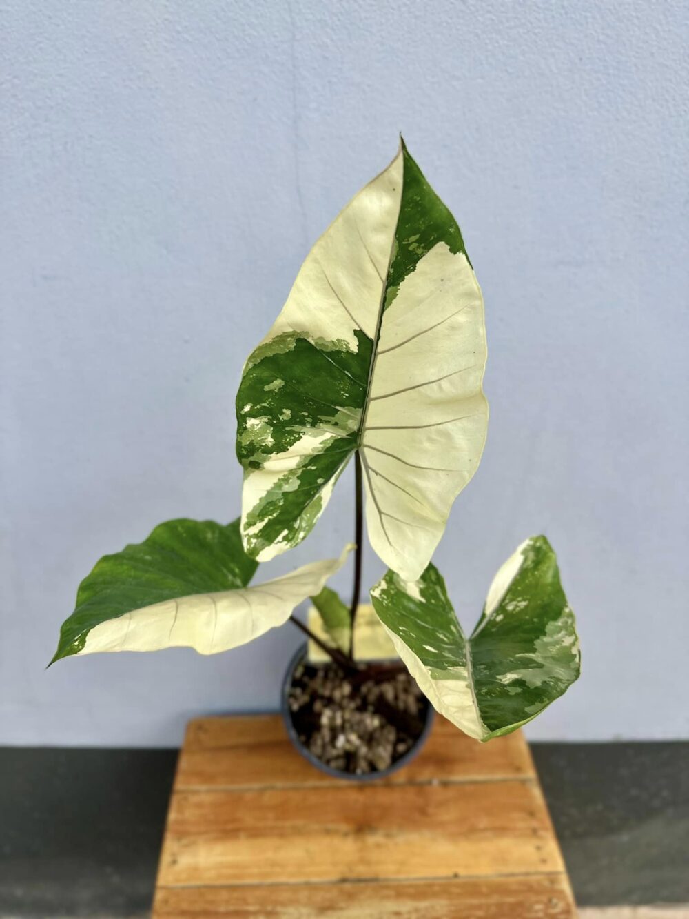 Alocasia Macrorrhiza Variegated Black Stem