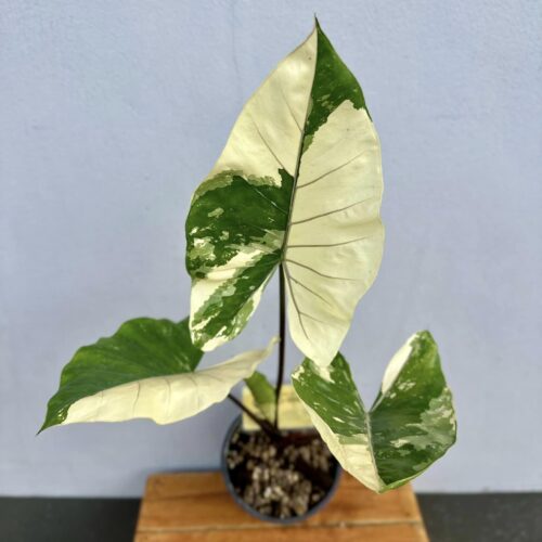 Alocasia Macrorrhiza Variegated Black Stem