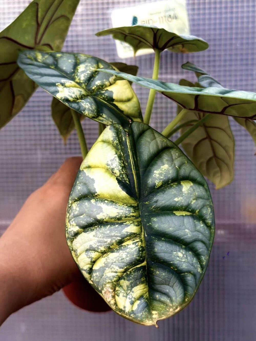 Alocasia Silver Dragon Aurea Variegated