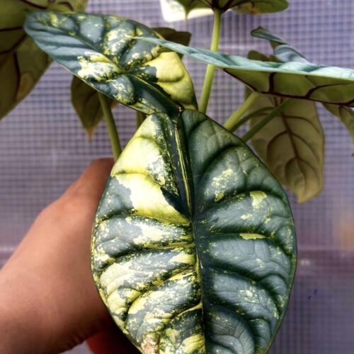 Alocasia Silver Dragon Aurea Variegated