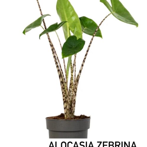 Tissue Culture - Alocasia Zebrina 10 plants