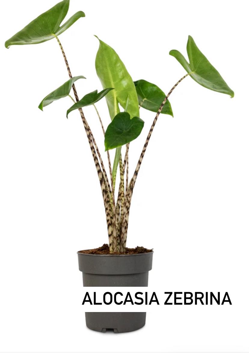 Alocasia Zebrina