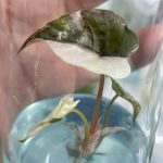 Alocasia chantrieri pink variegated