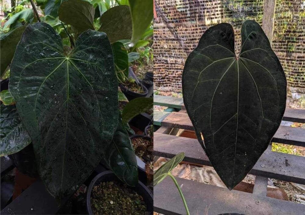 Anthurium AOS x AOS