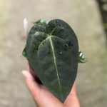 Anthurium AOS x (Dorayaki x Papillilaminum)