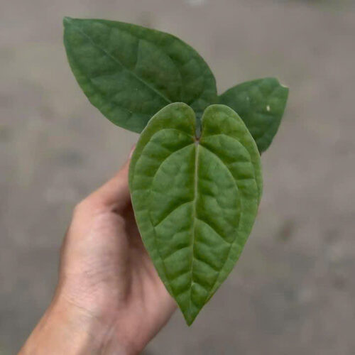 Anthurium AOS x Luxurians