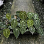 Anthurium Besseae aff x Besseae aff