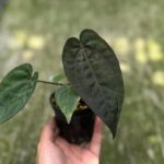 Anthurium Besseae aff x Nigrolaminum gigi