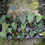 Anthurium Besseae aff. x Luxurians