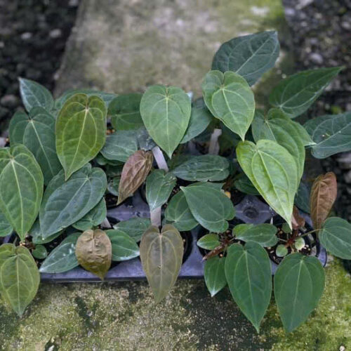 Anthurium Dressleri x (Zara X Michelle)