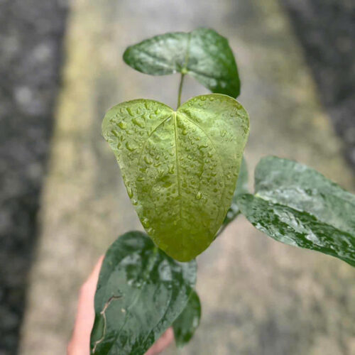 Anthurium Moronense x Papillilaminum