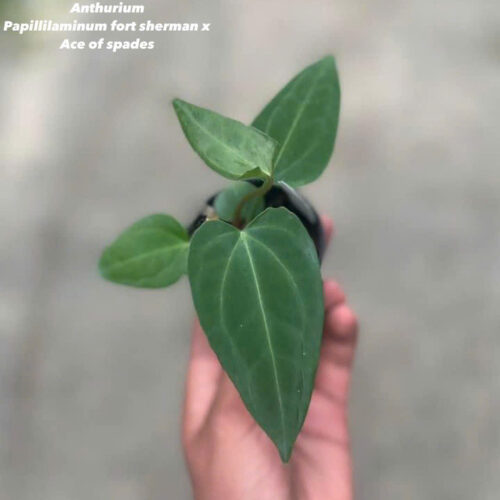 Anthurium Papillilaminum fort sherman x Ace of spades