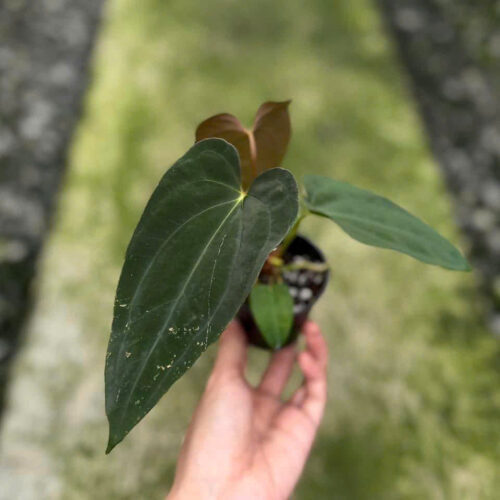 Anthurium Papillilaminum fort sherman x Papillilaminum