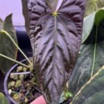 Anthurium Papillilaminum x SELF