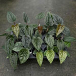 Anthurium (Pinkleyi x Luxurians) x Luxurians