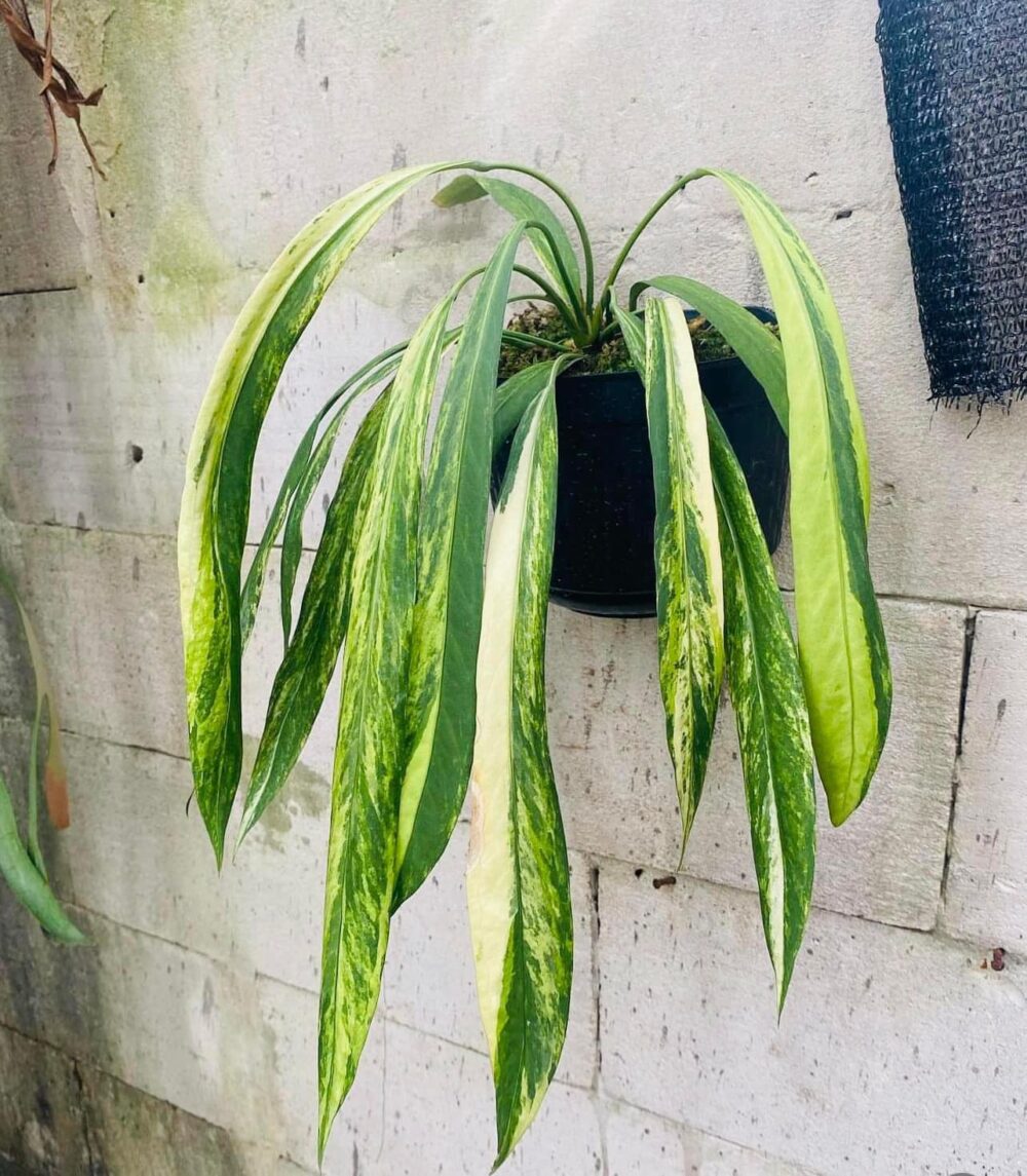 Anthurium vittarifolium variegated