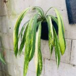 Anthurium vittarifolium variegated