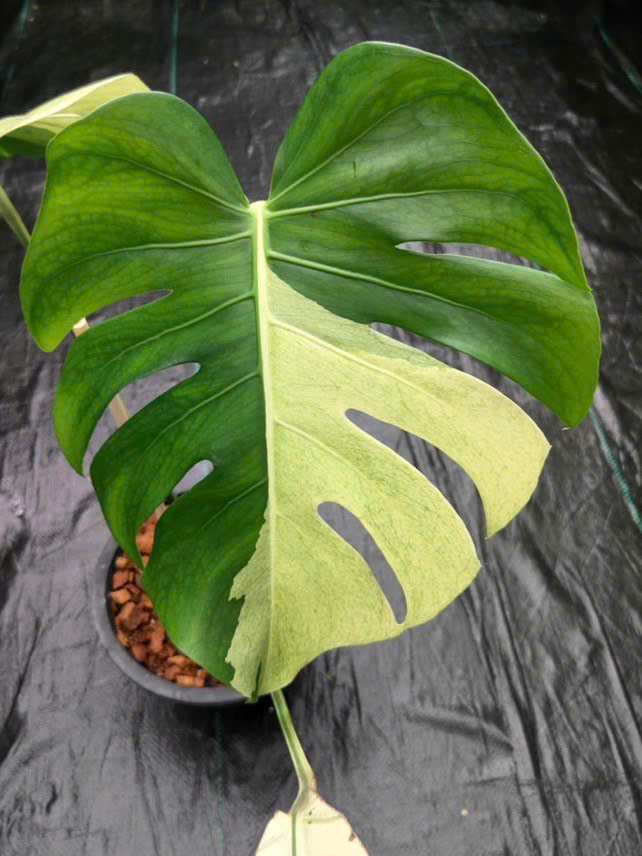 Monstera Deliciosa Mint 'White Tears' - Large Size Rare | Actual plant