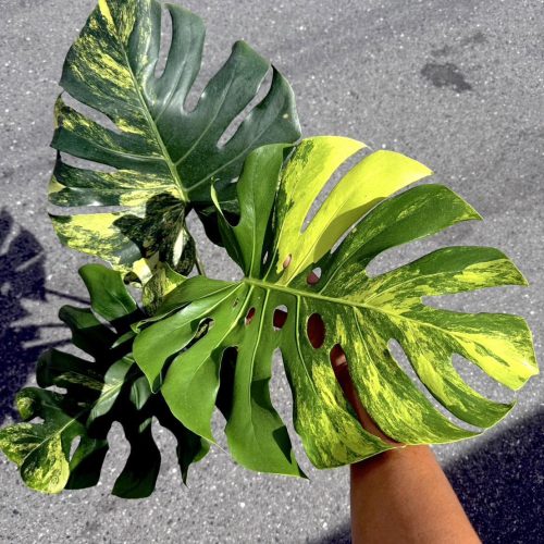 Monstera Deliciosa Yellow Marilyn