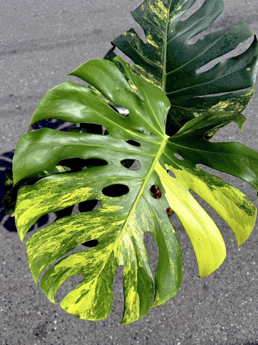 Monstera Deliciosa Yellow Marilyn Variegated actual plant | Rare - Image 12