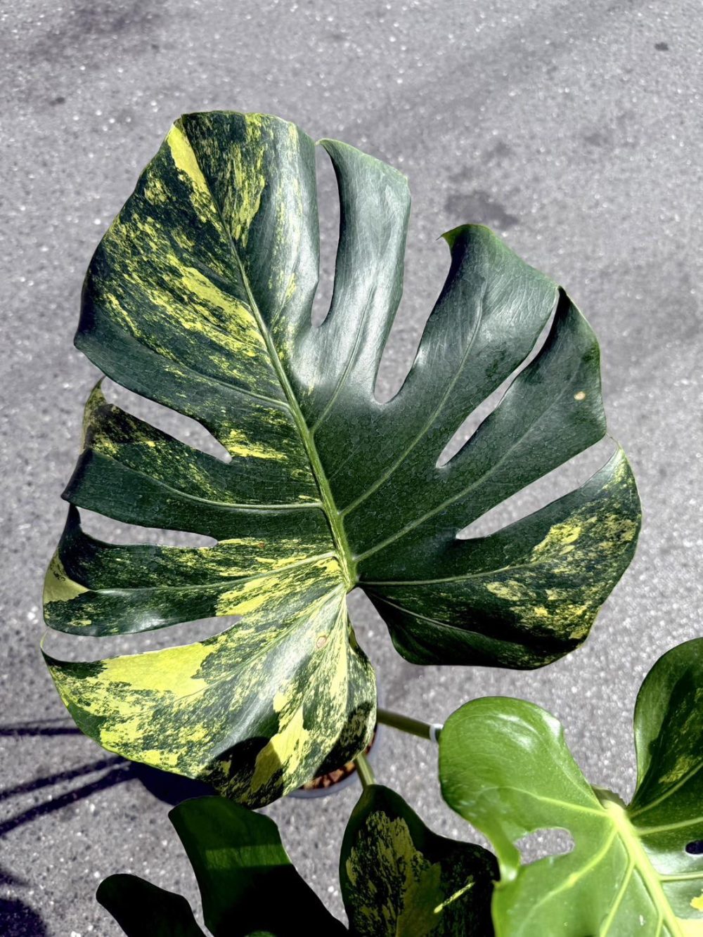 Monstera Deliciosa Yellow Marilyn Variegated actual plant | Rare - Image 13