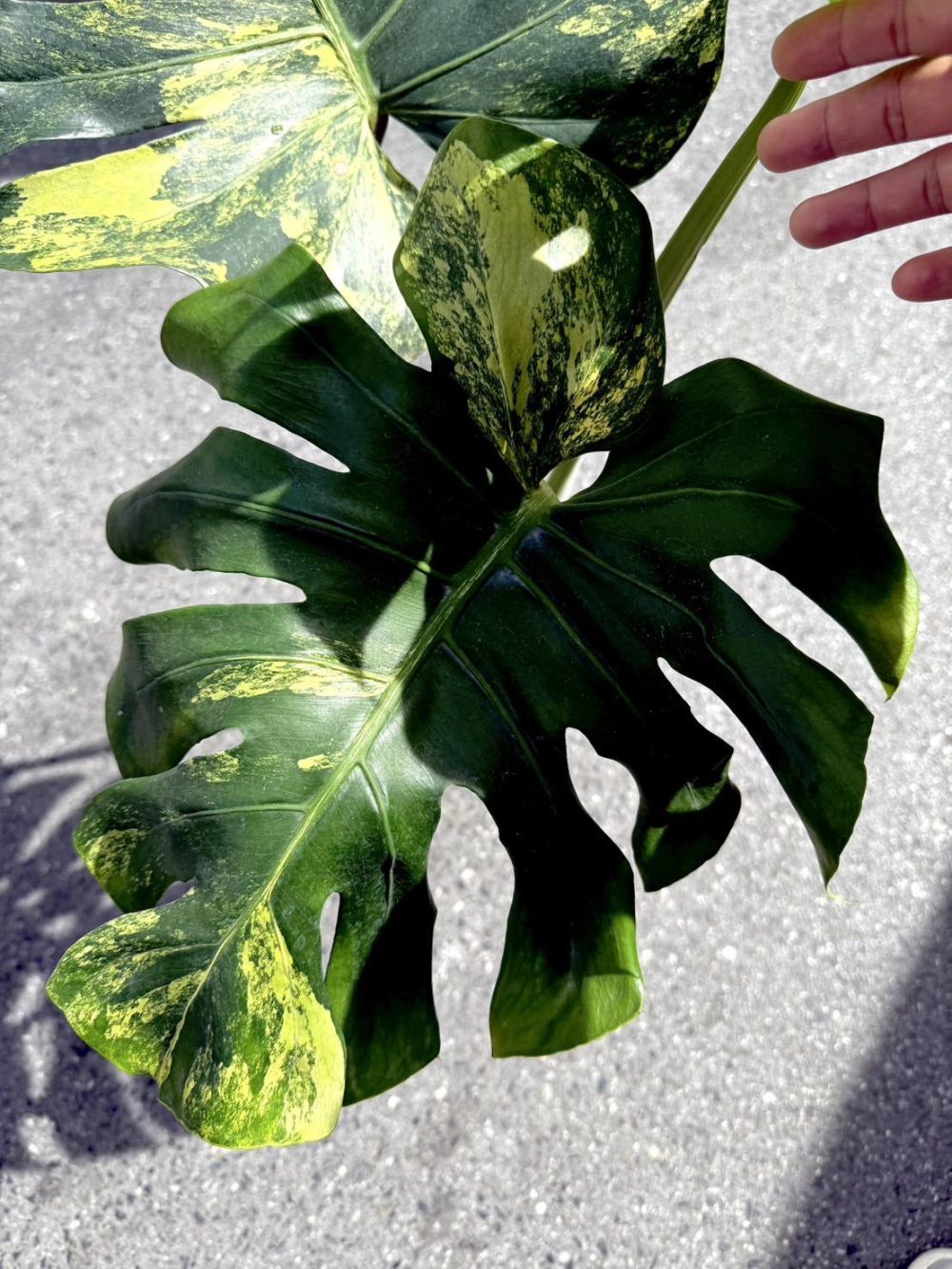 Monstera Deliciosa Yellow Marilyn Variegated actual plant | Rare - Image 14