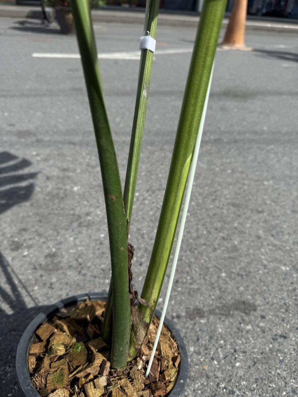 Monstera Deliciosa Yellow Marilyn Variegated actual plant | Rare - Image 15