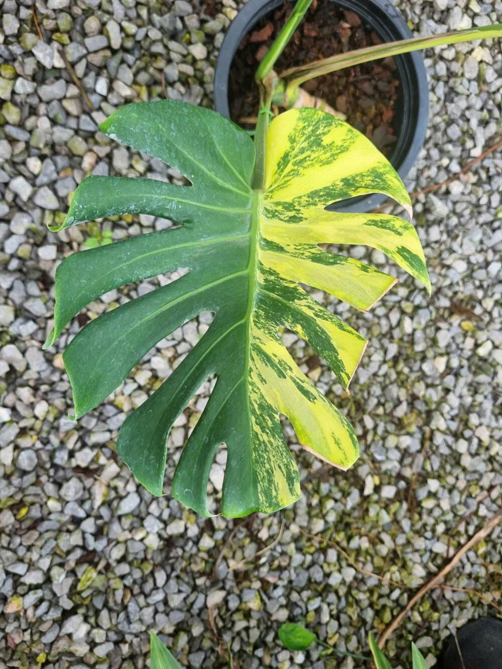 Monstera Deliciosa Yellow Marilyn Variegated