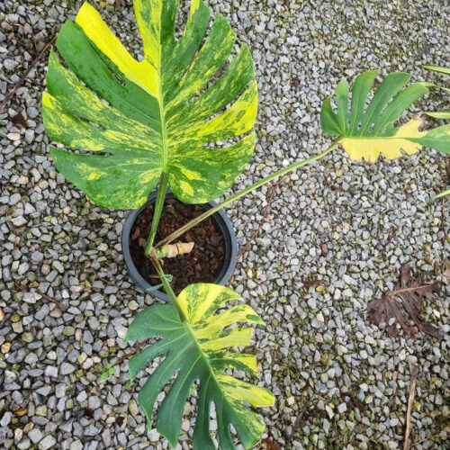 Monstera Deliciosa Yellow Marilyn Variegated