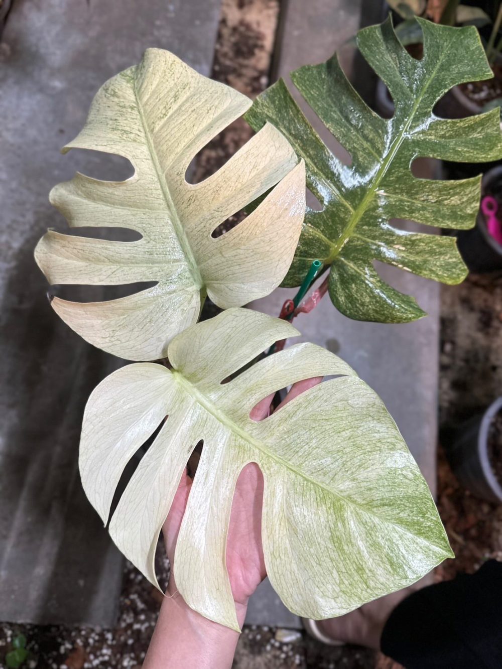 Monstera Full Mint