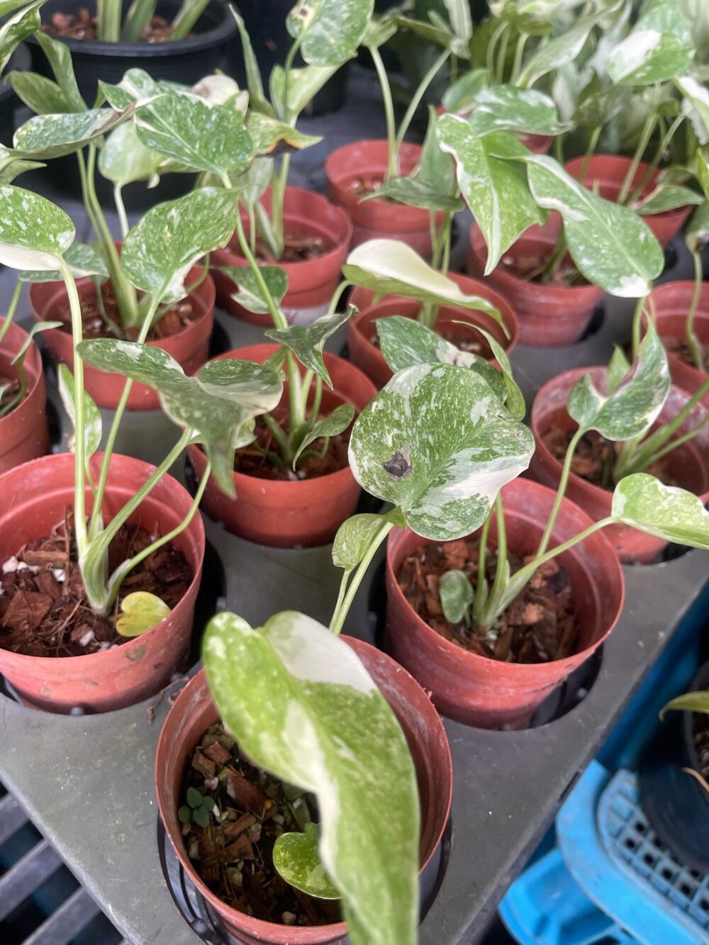 Monstera Thai Platinum Mint Variegated