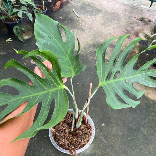 Monstera sierrana