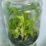 Musa acuminata Tri-Color Variegated