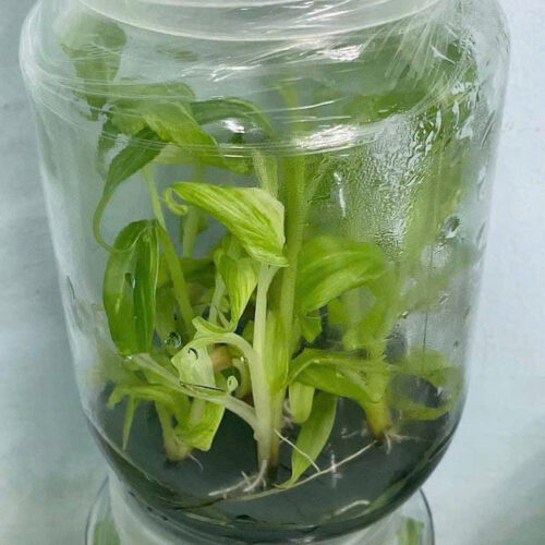 Musa acuminata Tri-Color Variegated