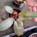 Philodendron Black Cardinal #2