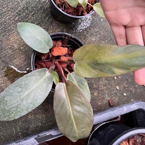 Philodendron Black Cardinal #2