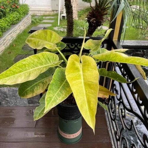 Philodendron Calkins Gold