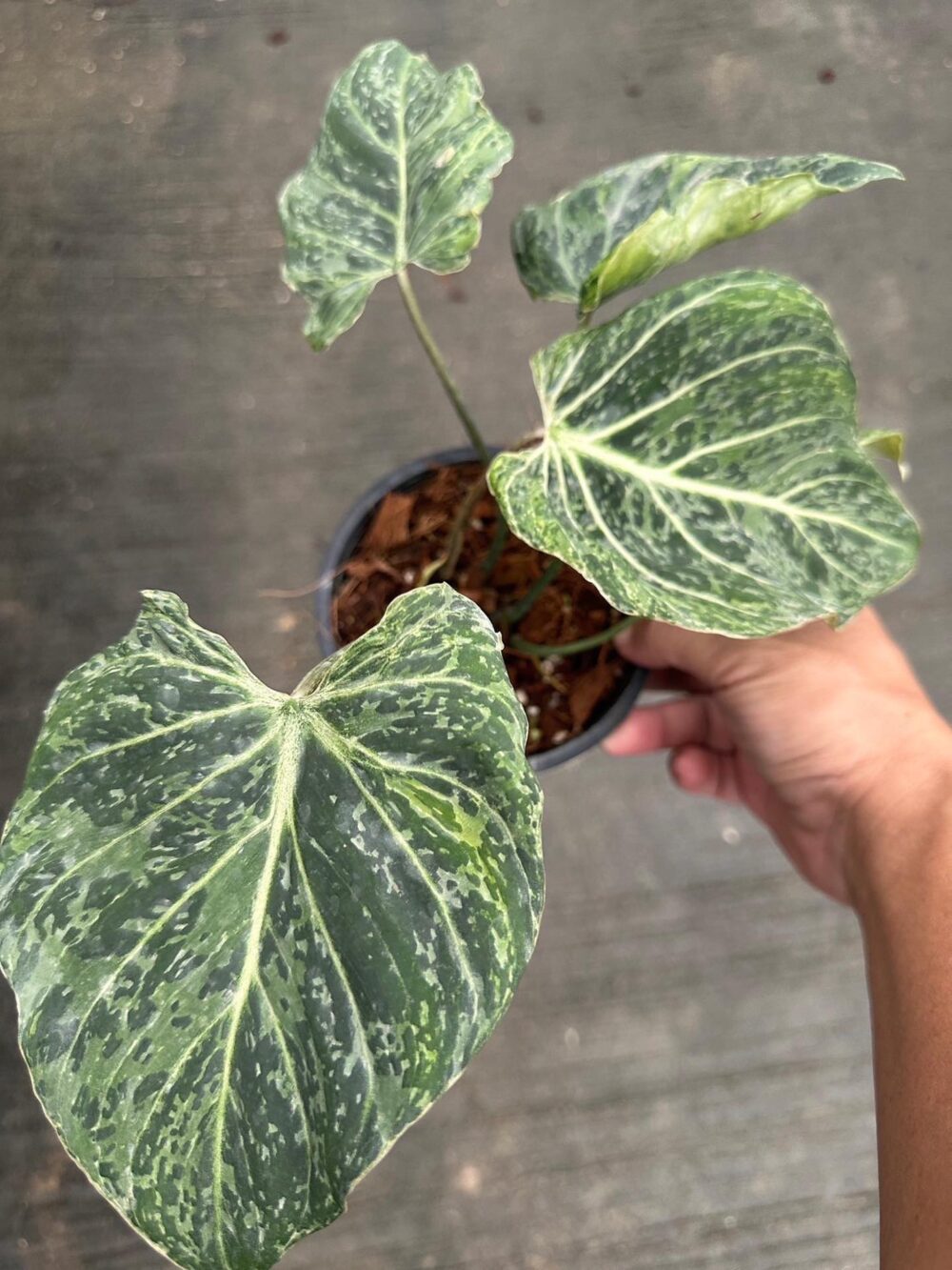 Philodendron Gloriosum snow leopard